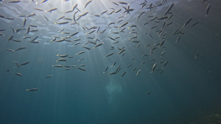 Novo relatório global reforça papel da ciência e destaca protagonismo brasileiro na proteção do oceano
